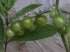 Tomate green doctors