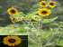 Girassol amarelo-marrom (helianus annuus l