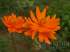 Cosmos-alaranjado – bidens sulphureus