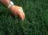 Faca seu gramado c/ sementes de grama bermudas tri