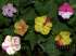 Mirabilis jalapa l. – maravilha