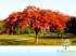 Flamboyant salmao (delonix regia sp.)