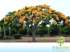 Flamboyant amarelo (delonix regia sp.)