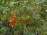 Glicínia-de-flores-vermelhas