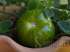 Tomate green zebra