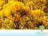 Ipe amarelo / ipe-amarelo-do-cerrado