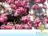 Ipe rosa / ipe roxo-sete-folhas (tabebuia heptaphy