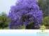 Jacarandá mimoso / caroba / jacarandá