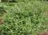 Manjericao limao” - ocimum basilicum