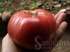 Tomate mariannas peace