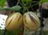 Melao chileno - solanum muricatum