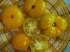 Tomate old yellow candystripe
