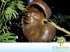 Orelha de macaco / timburi / tamboril-da-mata (ent