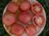 Tomate pink ponderosa