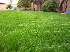 Sementes de grama para areas sombreadas(grama phd)