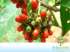 Tamanqueiro / fruta-de-papagaio (egiphila sellowi