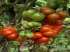 Tomate para viagens