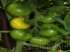 Tomate tondo giallo