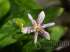 Tricyrtis hirta - lirios dos sapos