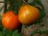 Tomate trufa japonesa