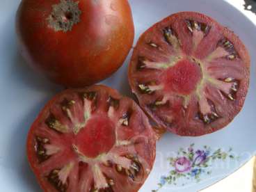 Tomate cherokee chocolate