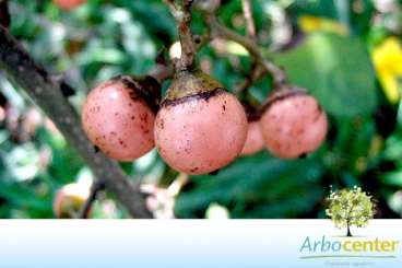 Córdia africana (cordia abyssinica r. br.)