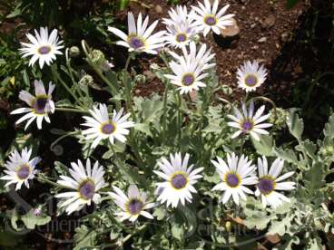 Arctotis grandis