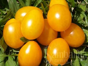 Tomate organico dattelwein da demeter