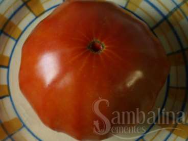 Tomate de burpee