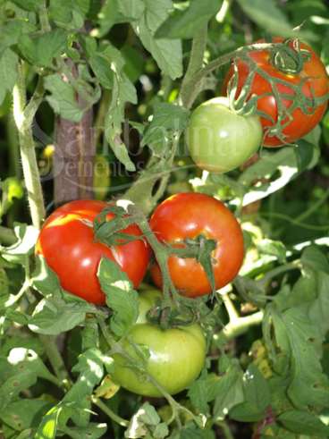 Tomate sashas altai ou sashas altai pride