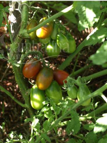 Tomate black plum