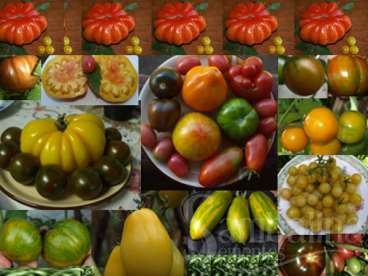 Coquetel de tomates