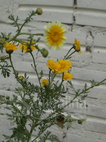 Crisantemo comestível, shungiku (chrysanemum co