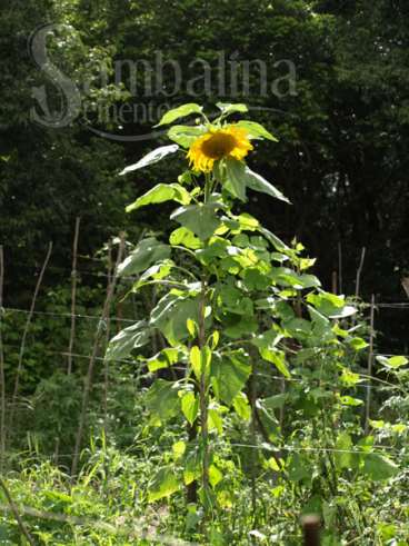 Girasol sky scraper - (helianus annuus l.)