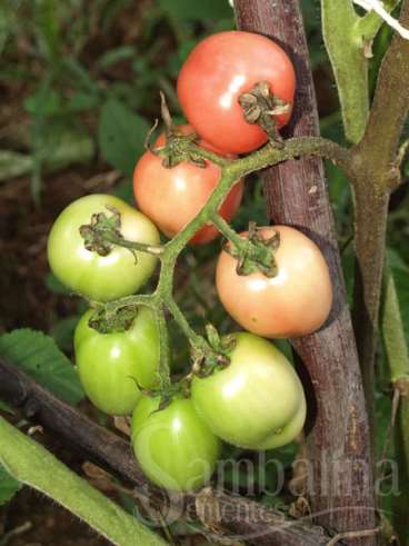 Tomate ei von pukhat