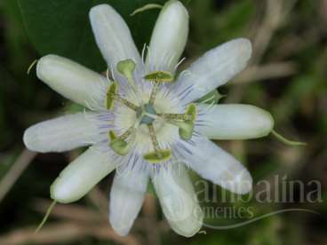 Passiflora tenuifolia killip
