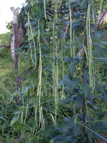 Vagem de metro (vigna unguiculata)