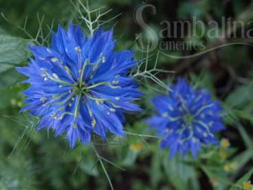 Nigella damascena l. - dedo-de-dama