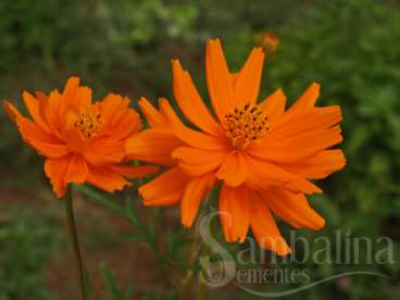 Cosmos-alaranjado – bidens sulphureus