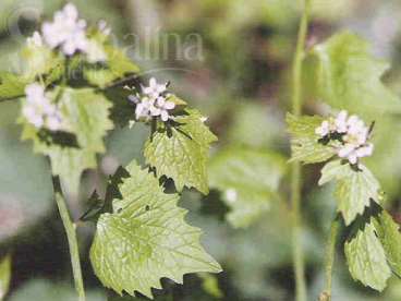 Erva-alheira (alliaria petiolata ou lunaria bienni