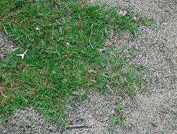 Faca seu gramado c/ sementes de grama bermudas