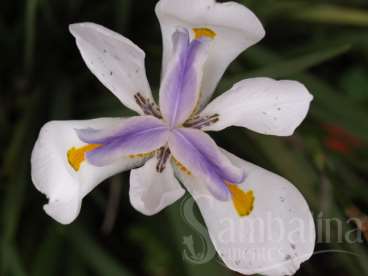 Dietes iridioides sweet – moréia