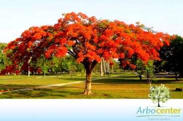 Flamboyant salmao (delonix regia sp.)
