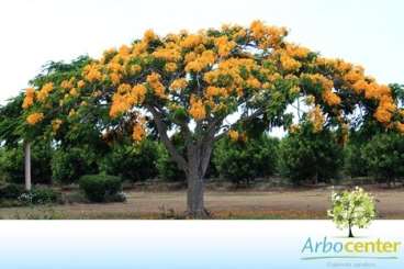 Flamboyant amarelo (delonix regia sp.)