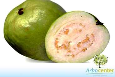 Goiaba branca (psidium guajava l.)