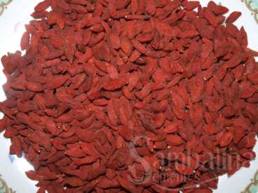 Goji berries - chinese wolfsberry – goji – (lycium