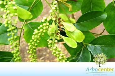 Garapa / grapiá / garapeira (apuleia leiocarpa