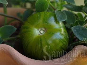 Tomate green zebra