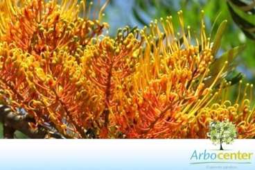 Grevílea (grevillea robusta a. cunn. ex. r. br.)