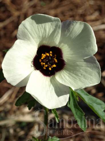 Hibisco trionium